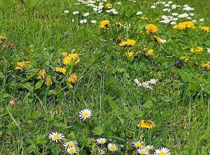 Apartma Kapelski Fant *